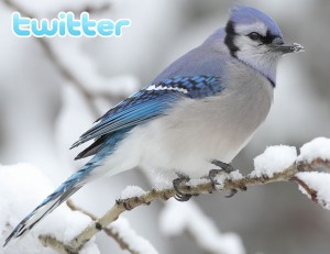 Синяя птица twitter